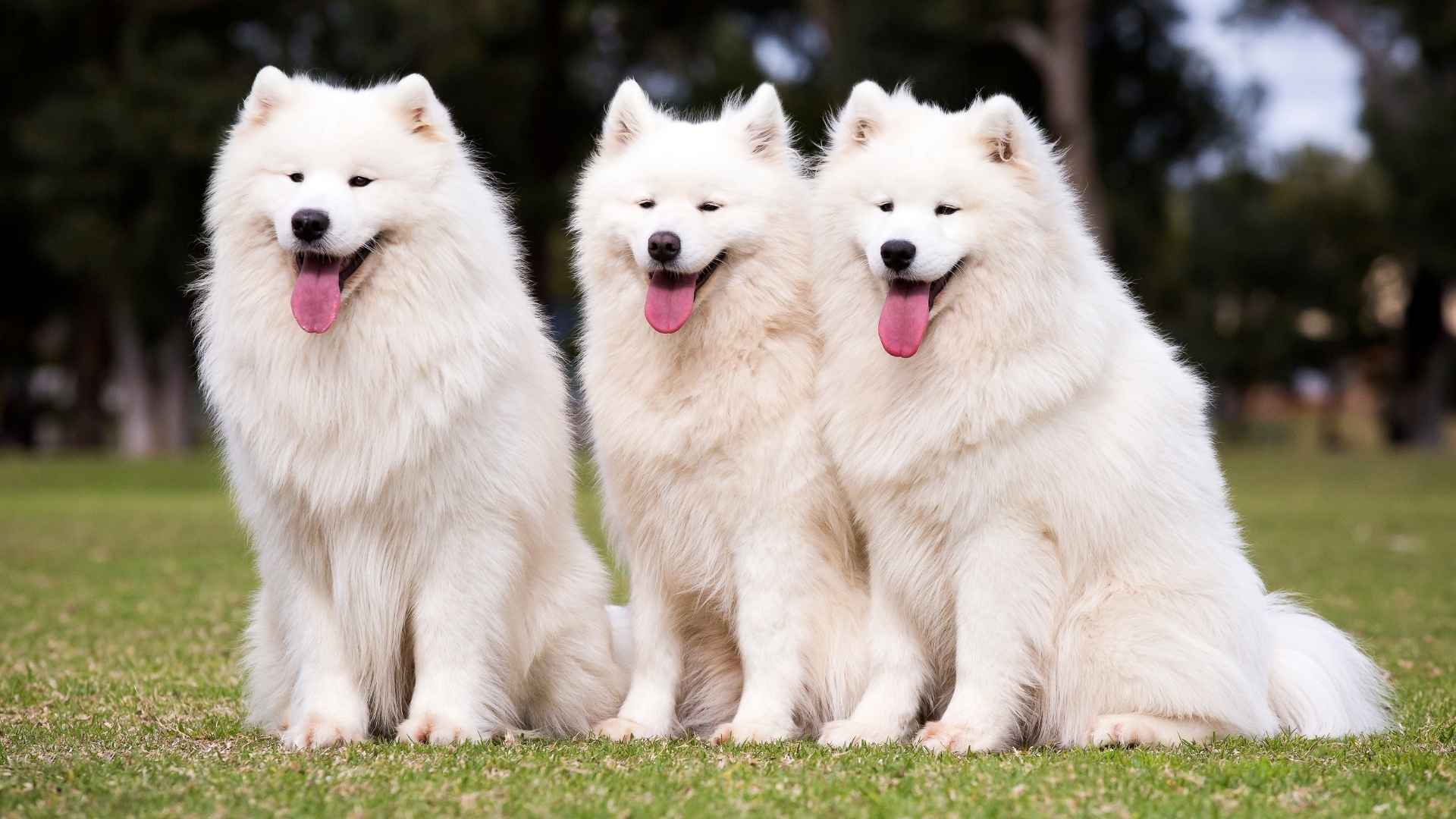 9 White Dog Breeds You’ll Fall in Love With