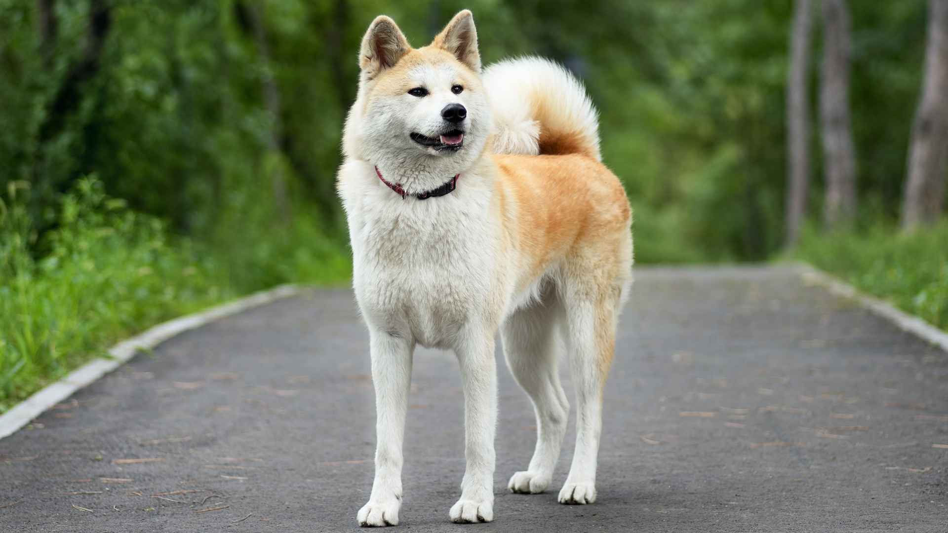 9 Worst Dog Breeds For Families That You Should Avoid