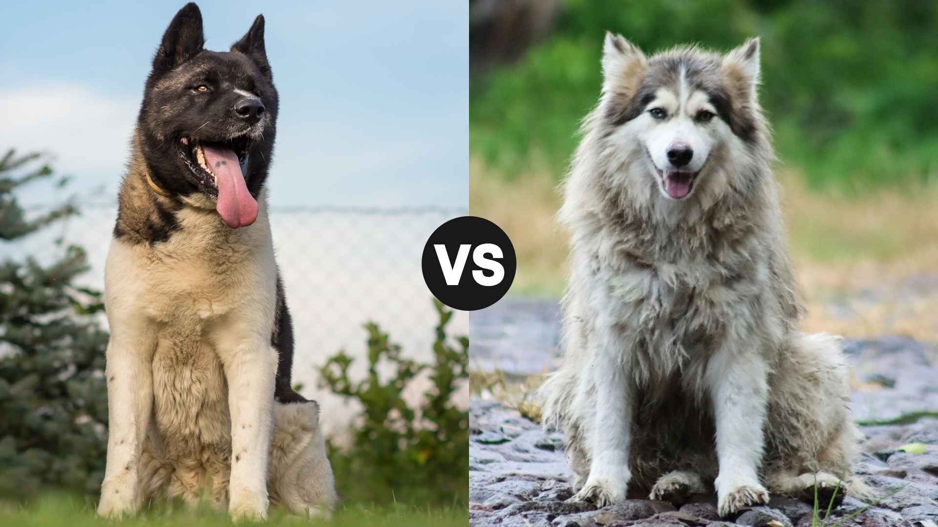 Akita vs. Alaskan Malamute: The Ultimate Head-to-Head Comparison