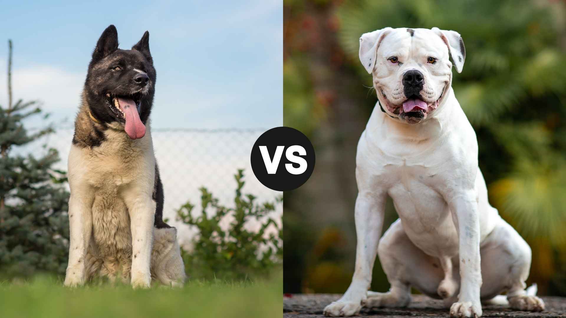 Akita vs. American Bulldog: Which Loyal Guardian Is Right for You?