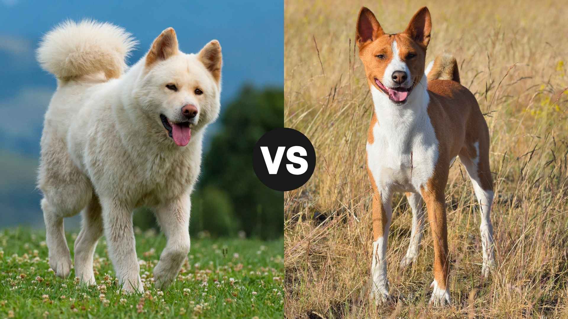 Akita vs. Basenji: Which Unique Breed Is the Right Fit for You?