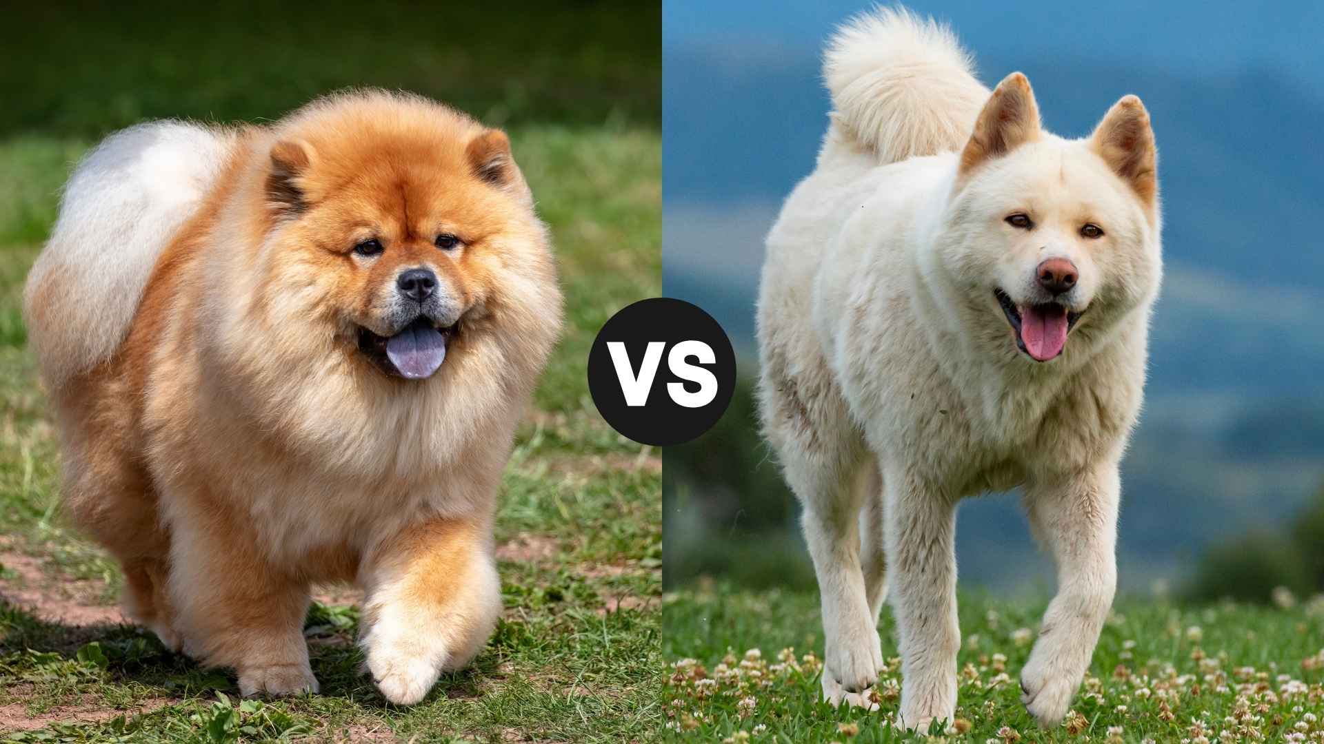 Akita vs. Chow Chow: Which Fluffy Guardian Suits Your Life Best?