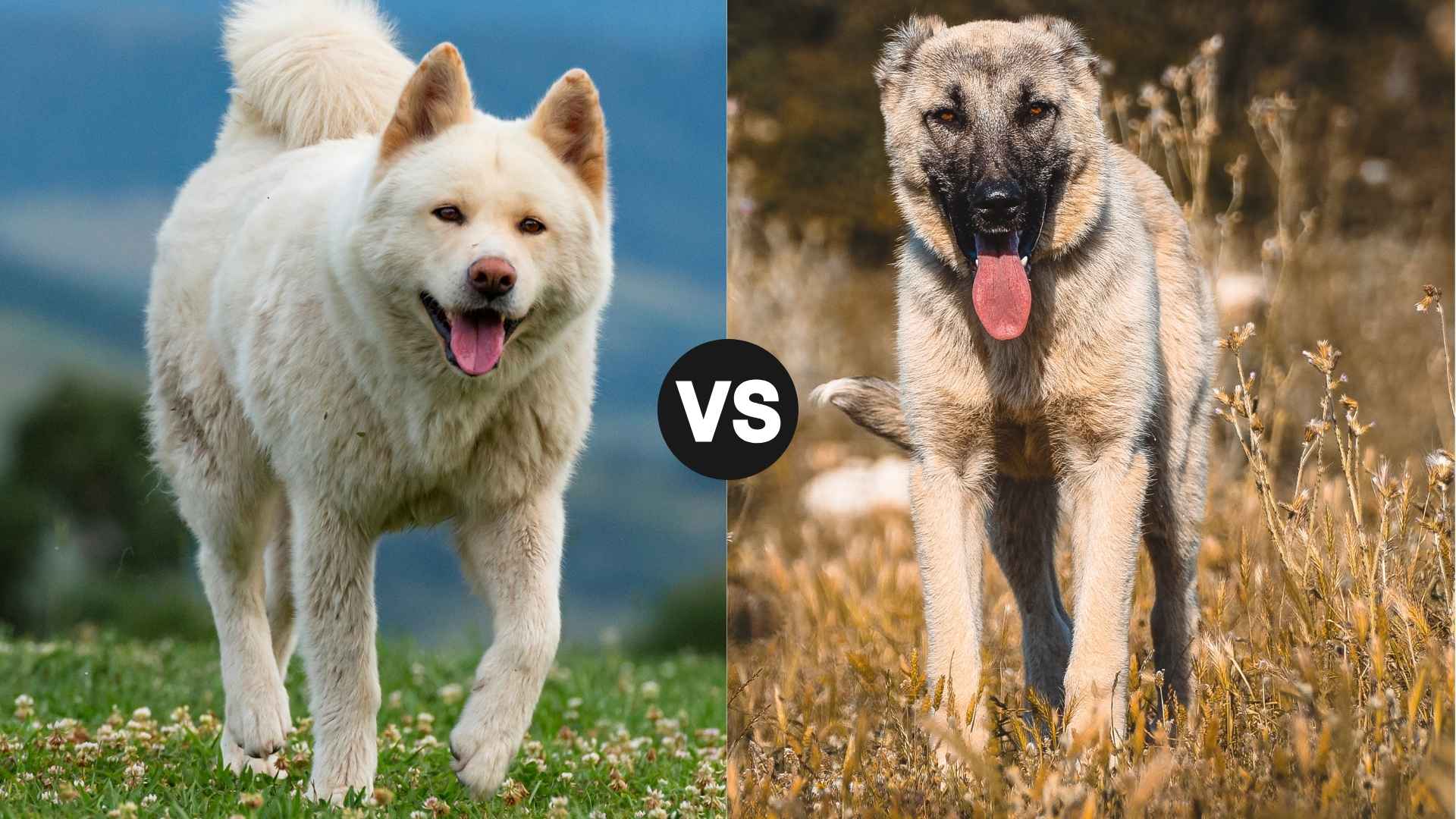 Akita vs. Kangal: Battle of the Boldest Guardian Breeds