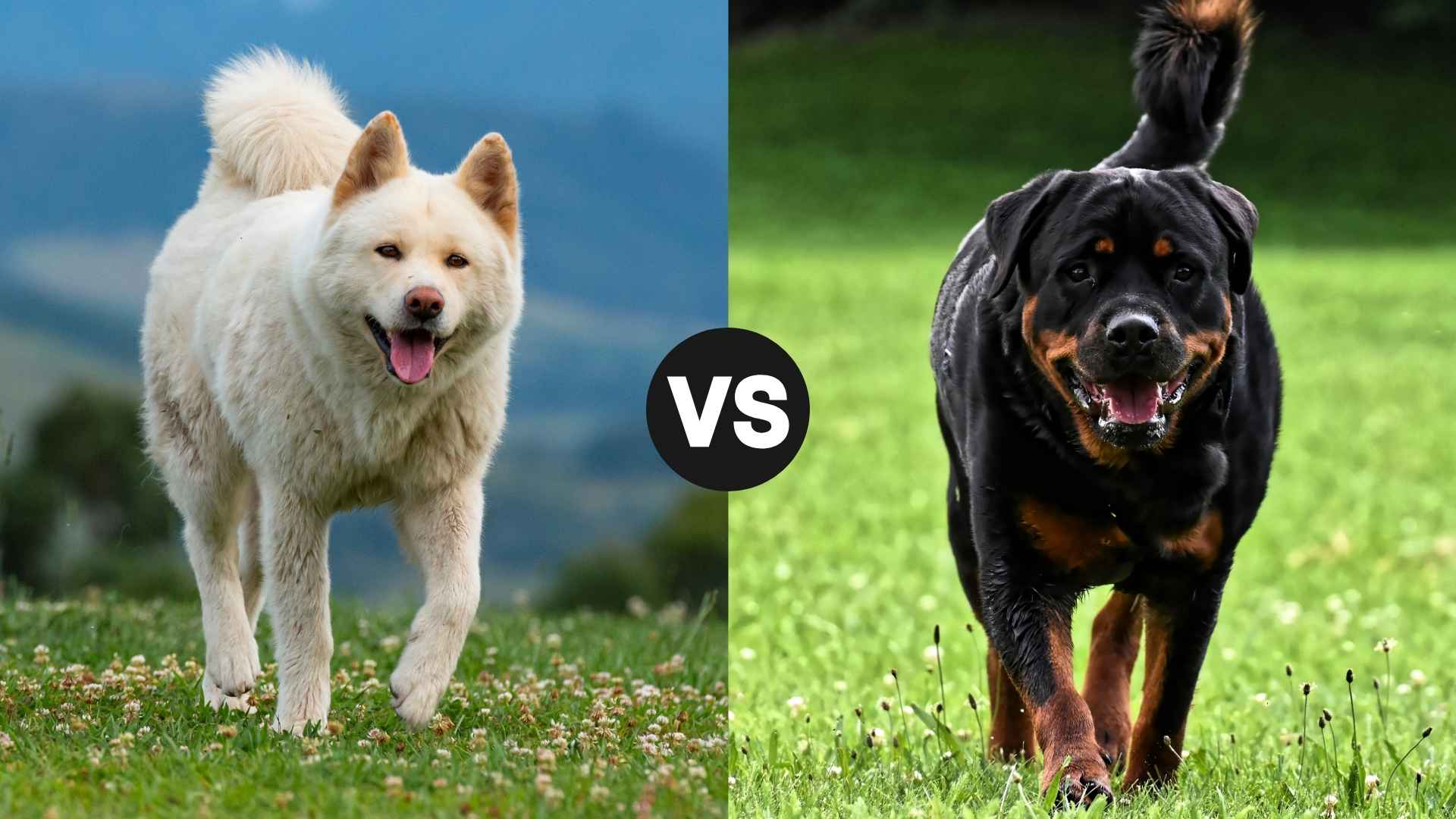 Akita vs. Rottweiler: Who Wins in Temperament, Training & Guarding?