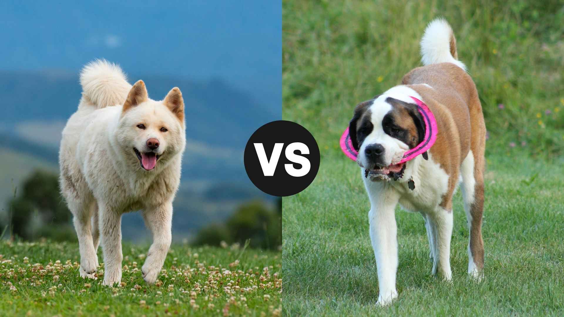 Akita vs. Saint Bernard: Best Choice for Your Family and Lifestyle