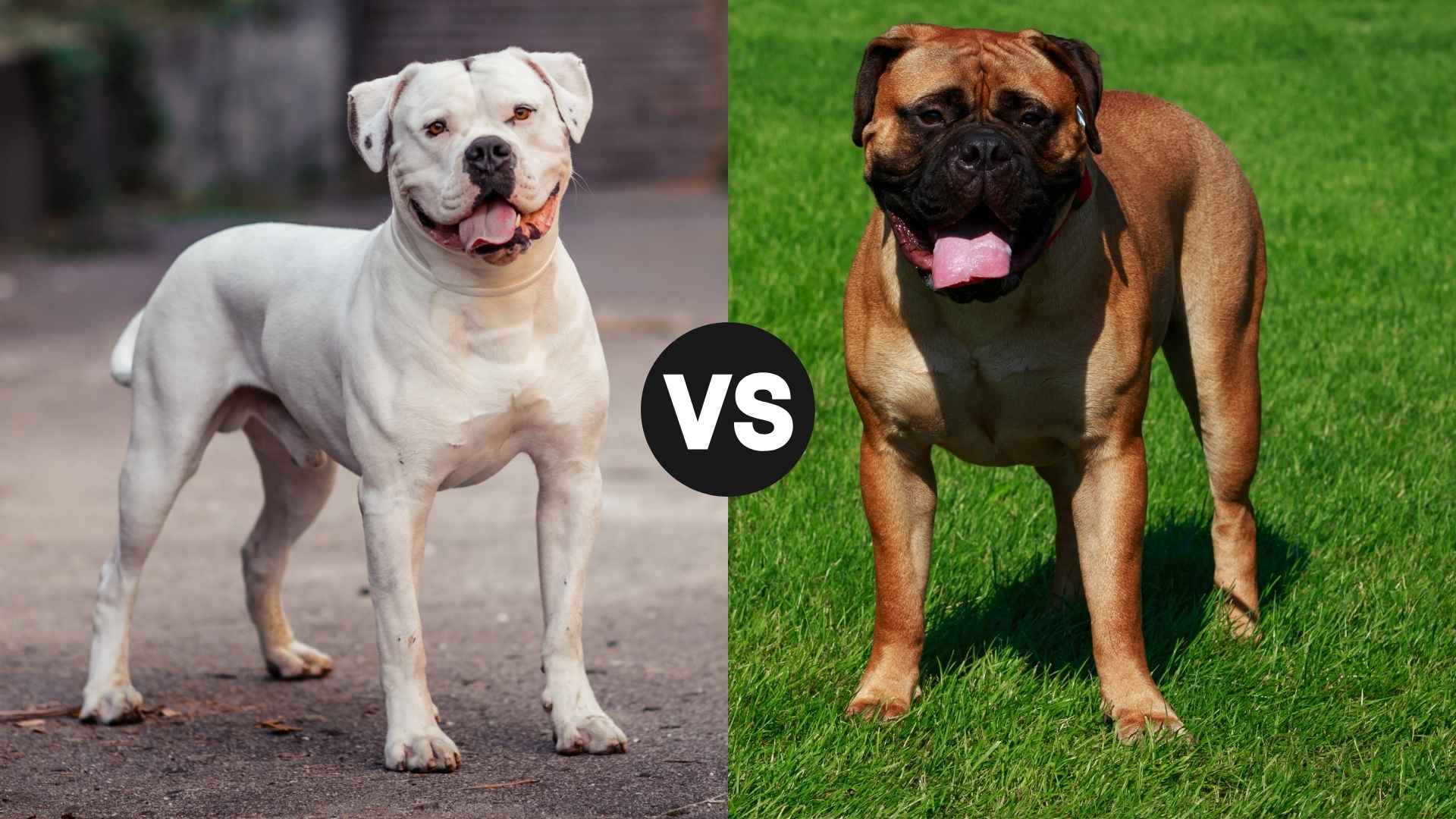 American Bulldog vs. Bullmastiff: Temperament, Size & Care Guide