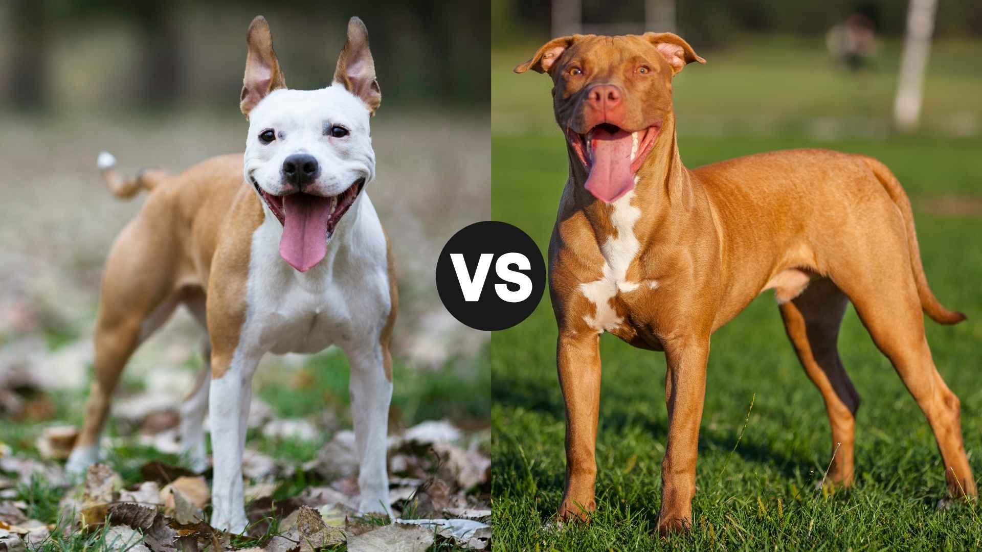 American Staffordshire Terrier vs. PitBull: Understanding the Differences