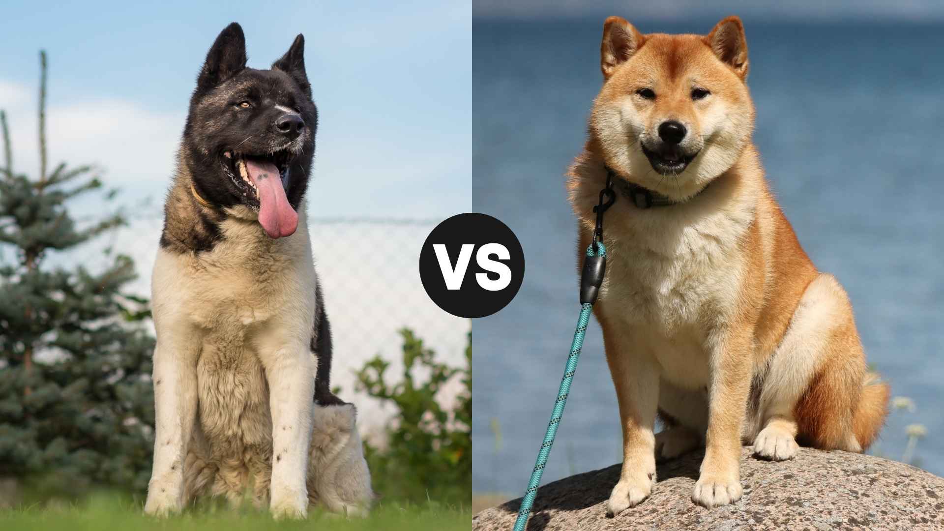 American vs. Japanese Akita Inu: Which One Makes the Better Pet?