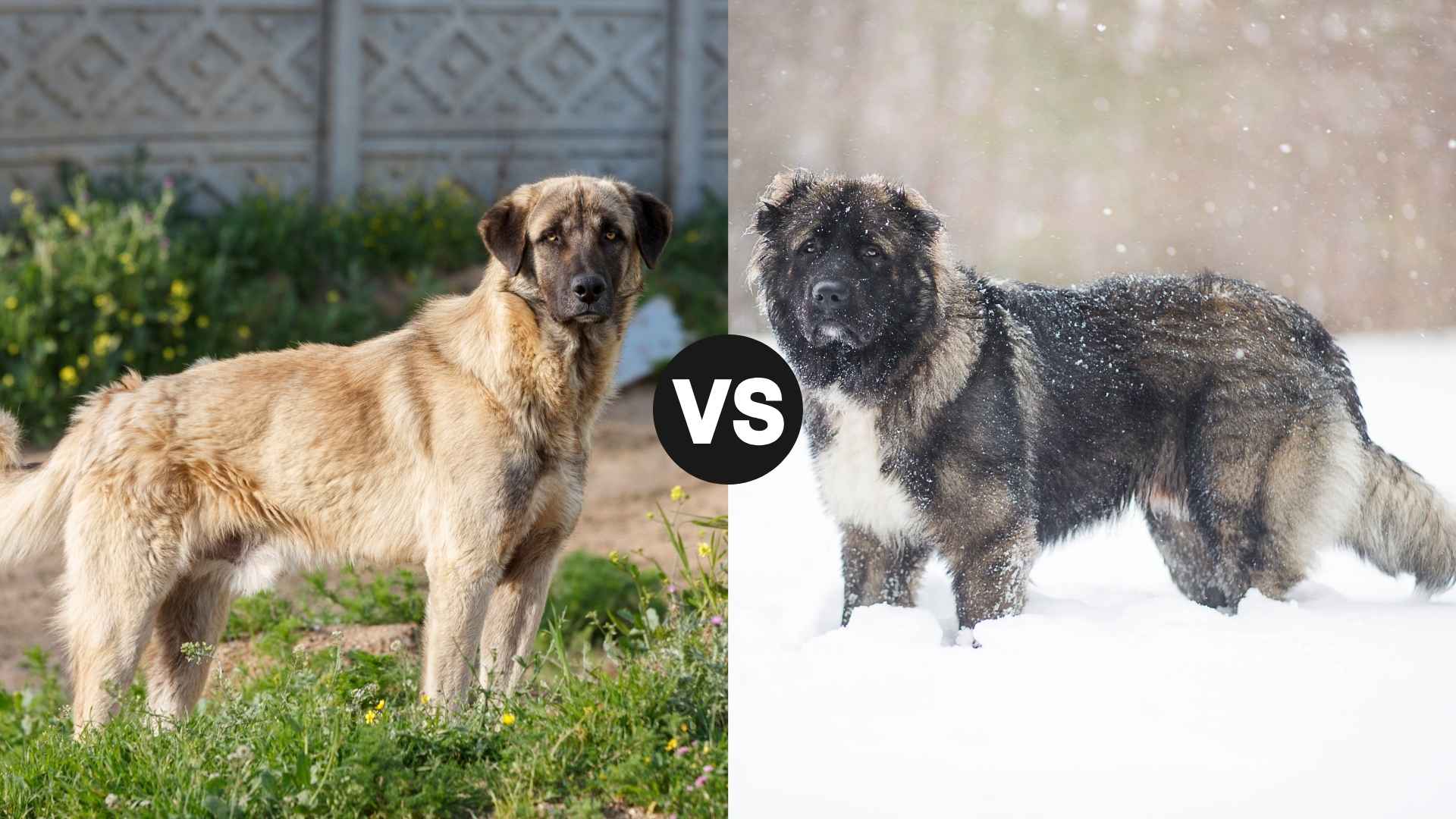 Anatolian Shepherd vs. Caucasian Ovcharka: Which Breed Reigns Supreme?