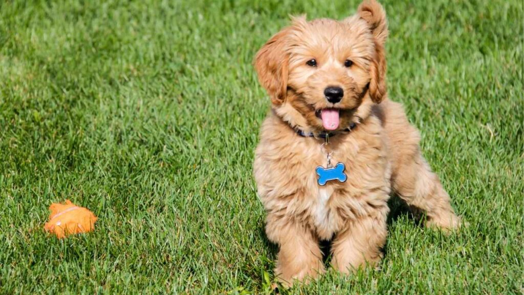 Apricot Goldendoodle