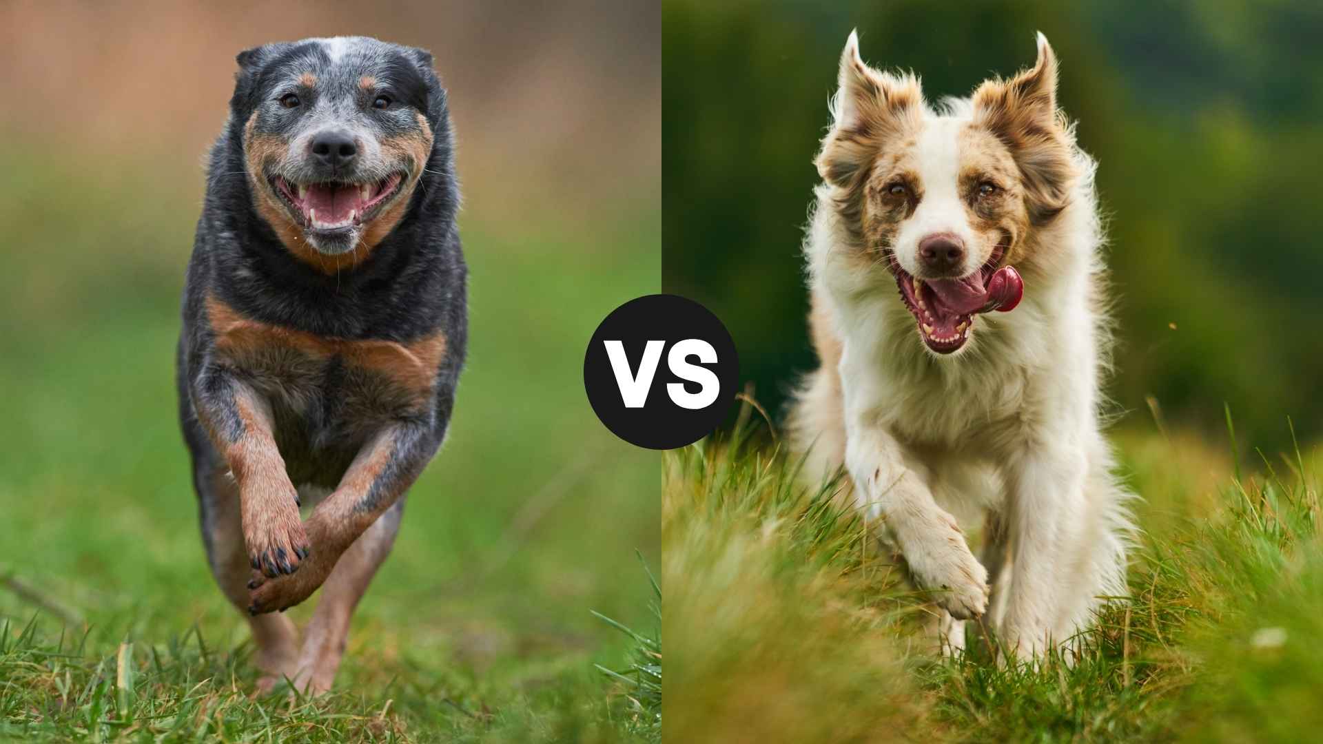 Australian Cattle Dog vs. Australian Shepherd Which Breed Is Right for You