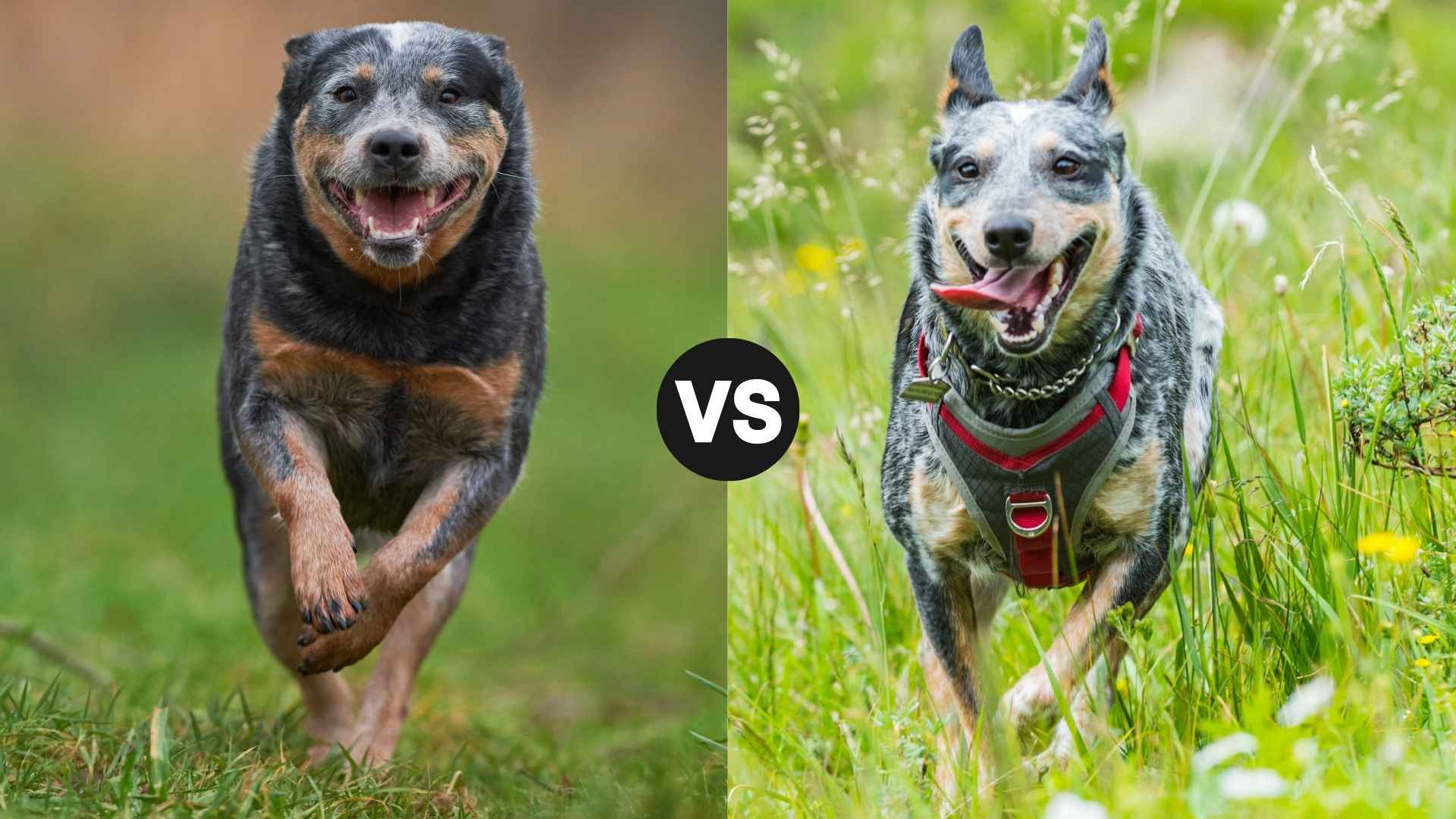 Australian Cattle Dog vs. Blue Heeler: One Heart, Two Names