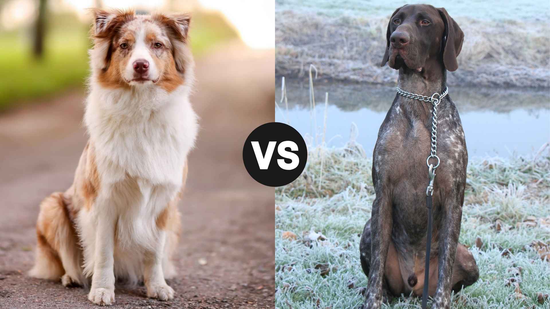 Australian Shepherd vs. German Shorthaired Pointer: Which Is Right for You?