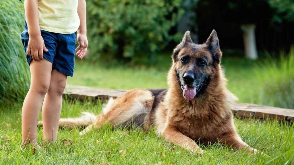 Autism Support Dogs (Social Bridges)