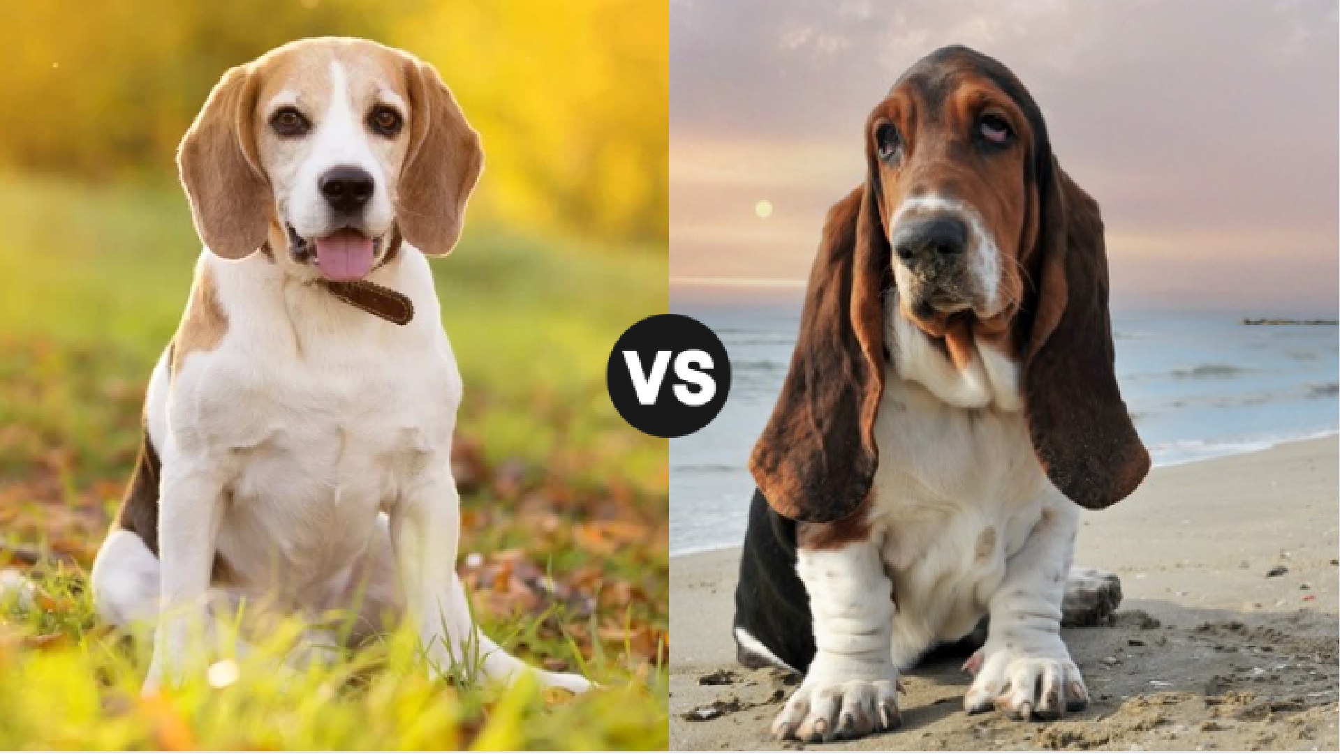 Beagle vs. Basset Hound: Choose the Right Droopy-Eared Companion