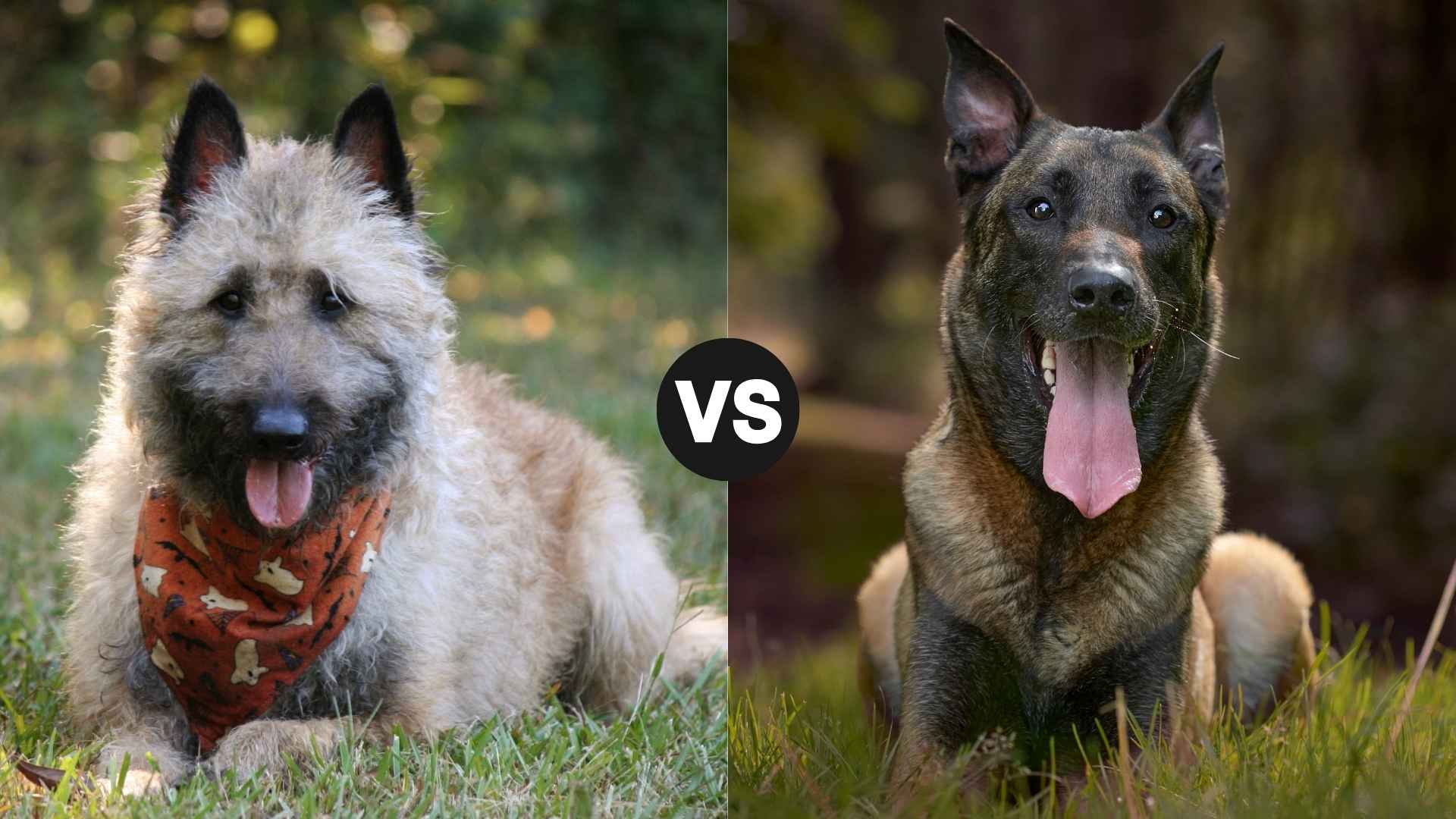 Belgian Laekenois vs. Belgian Malinois: Key Differences Explained