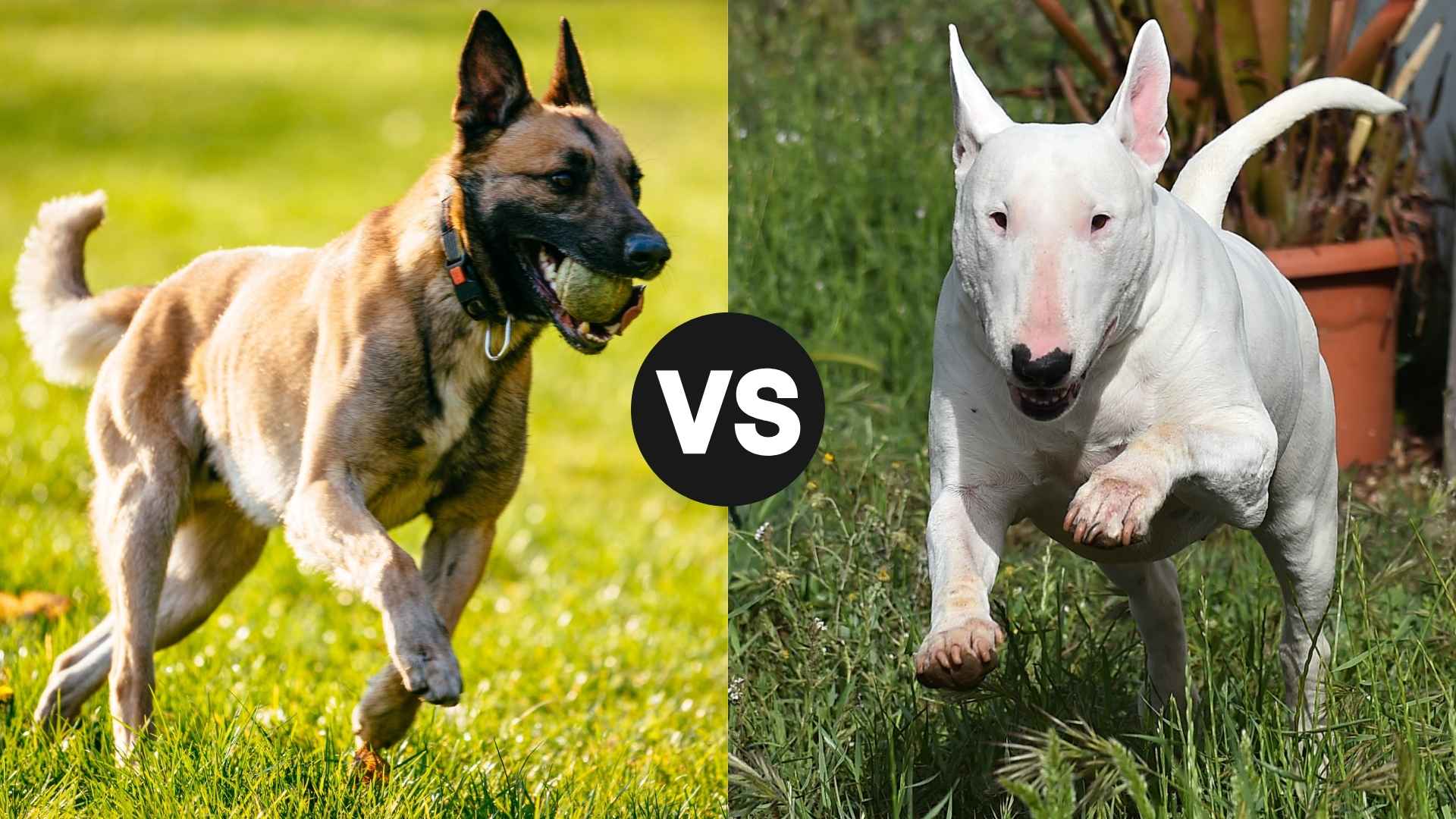 Belgian Malinois vs. Bull Terrier: Core Differences Between Both Breeds