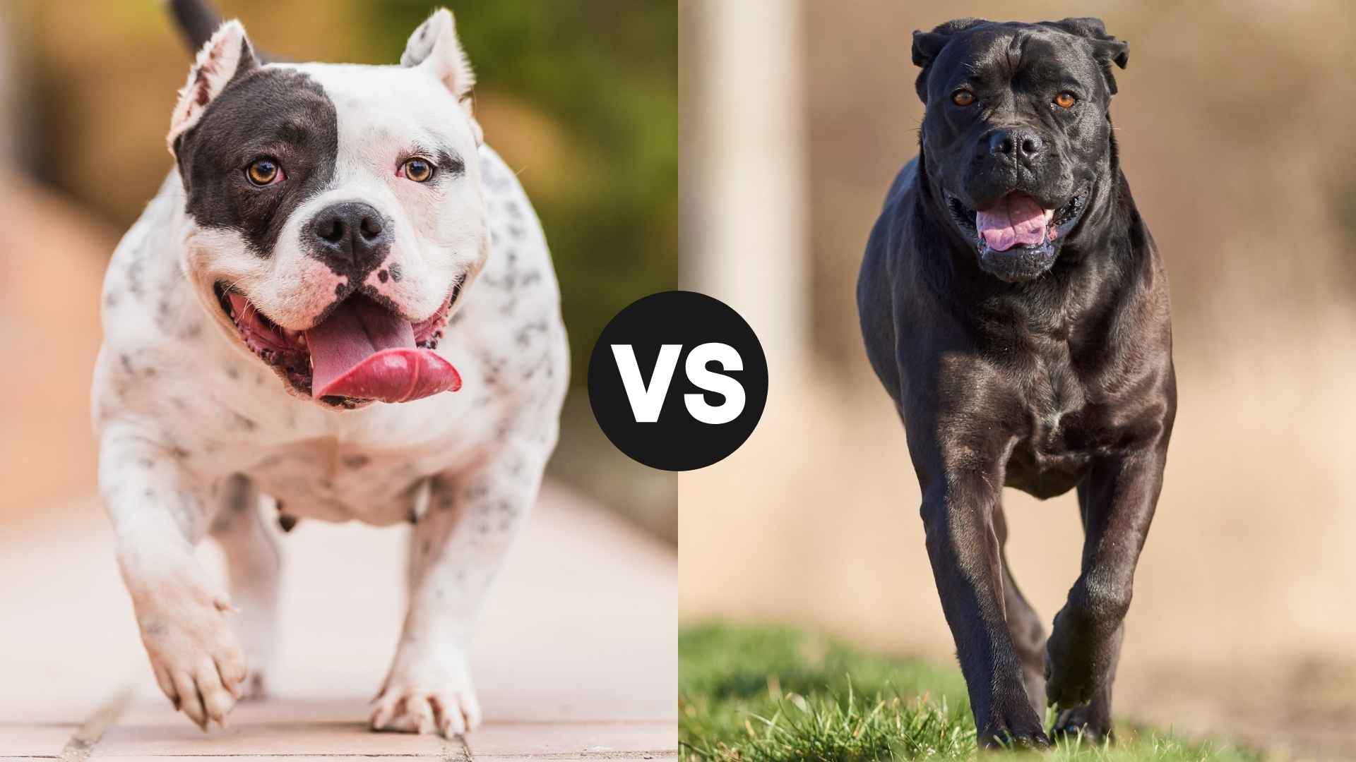 American Bulldog vs. Cane Corso: Key Differences and Choosing the Best