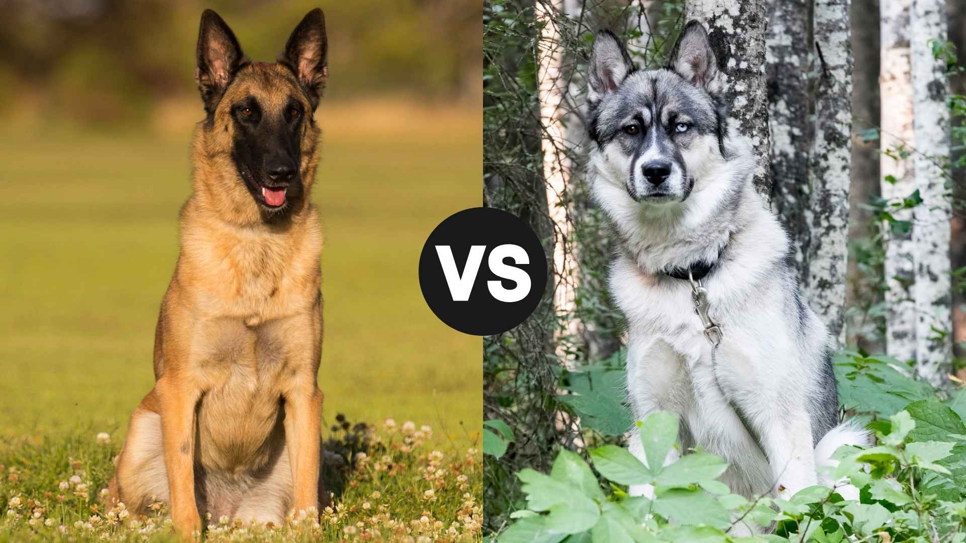 Belgian Malinois vs. Alaskan Malamute Choosing the Perfect Companion