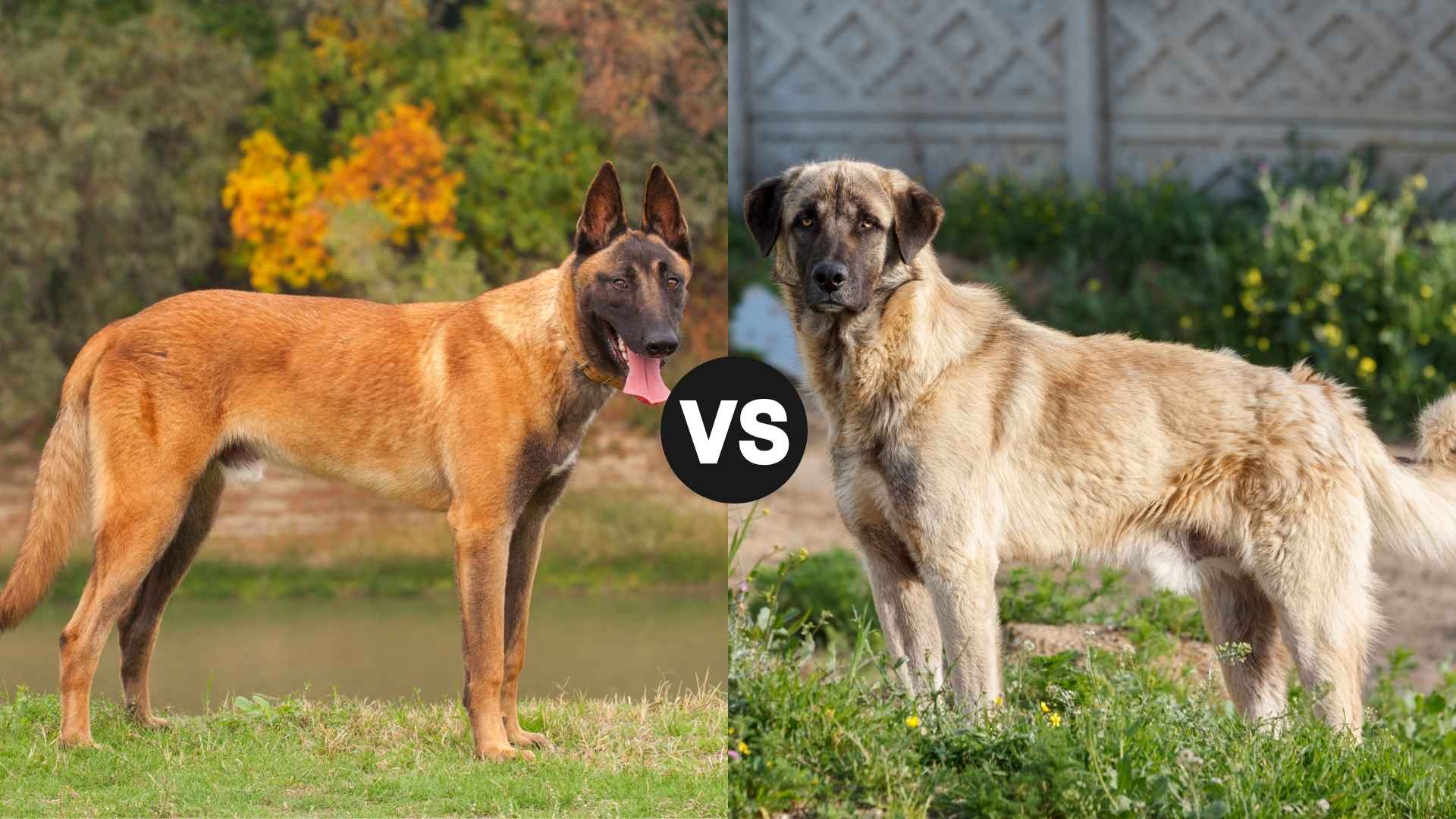 Belgian Malinois vs. Anatolian Shepherd: Choosing the Right Defender