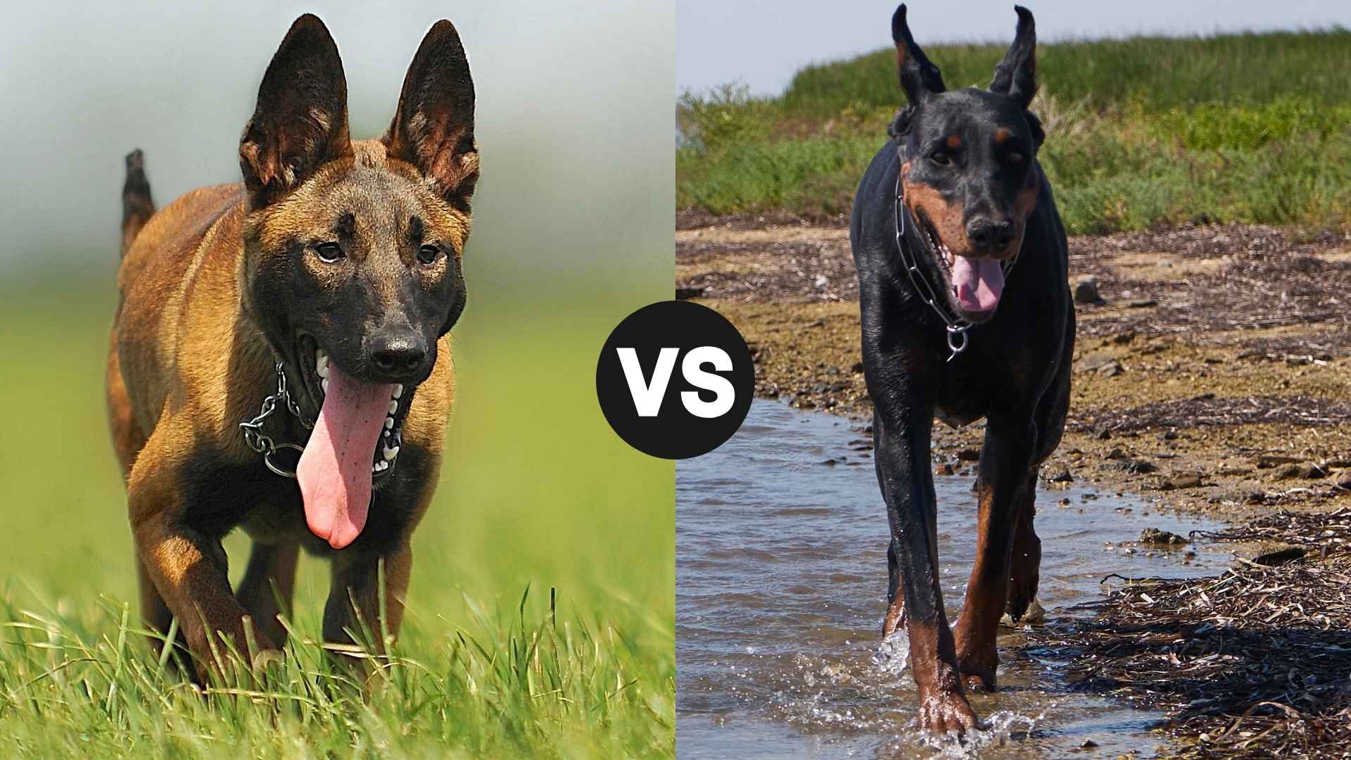 Belgian Malinois vs. Doberman Pinscher: Which Alpha Dog is Right for You?