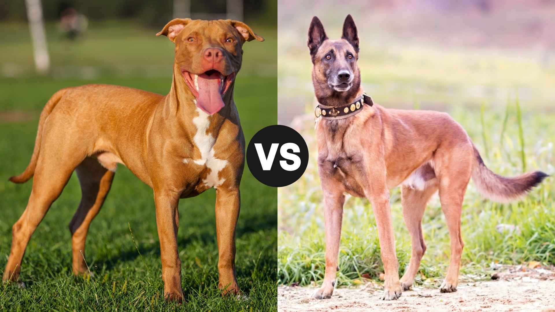 Belgian Malinois vs. PitBull: A Complete Comparison of Two Powerful Breeds