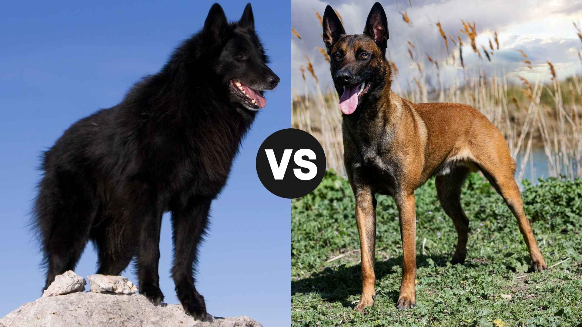 Belgian Sheepdog vs. Belgian Malinois: Key Differences You Should Know