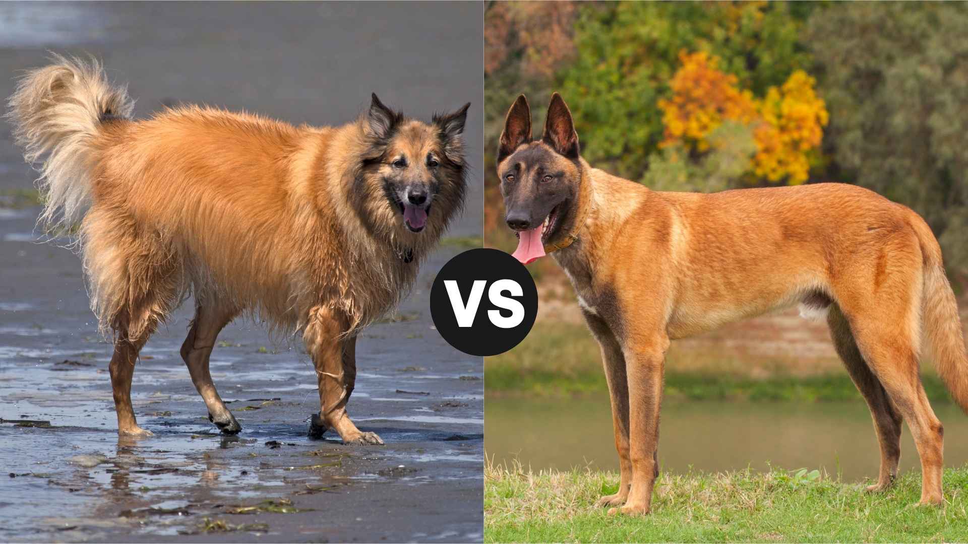 Belgian Tervuren vs. Belgian Malinois: Which One Makes a Better Protection Dog?