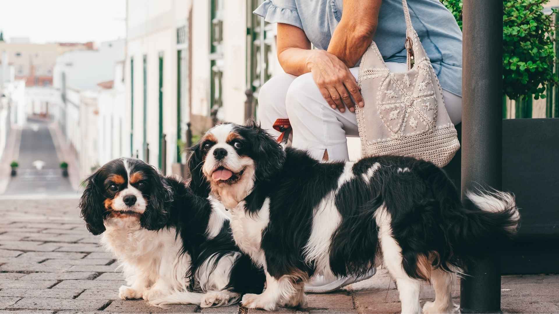 Best Small Dog Breeds for Active Seniors Who Love to Keep Moving