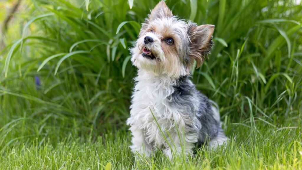 Biewer Terrier