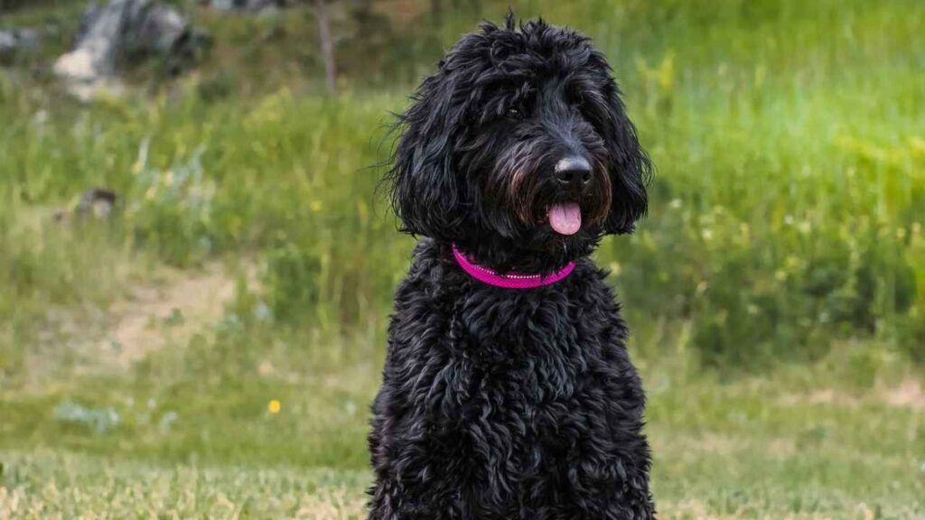 Black Goldendoodle