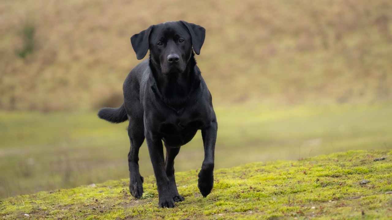Labrador Retriever