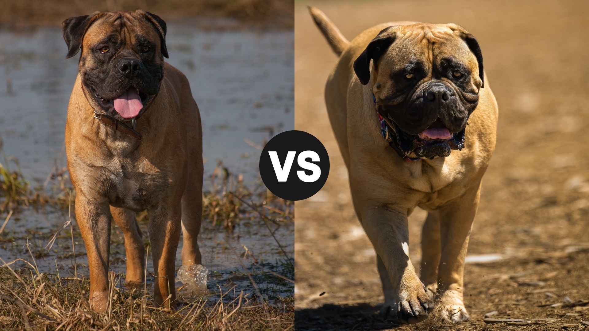 Boerboel vs. Bullmastiff: A Head-to-Head Breed Battle