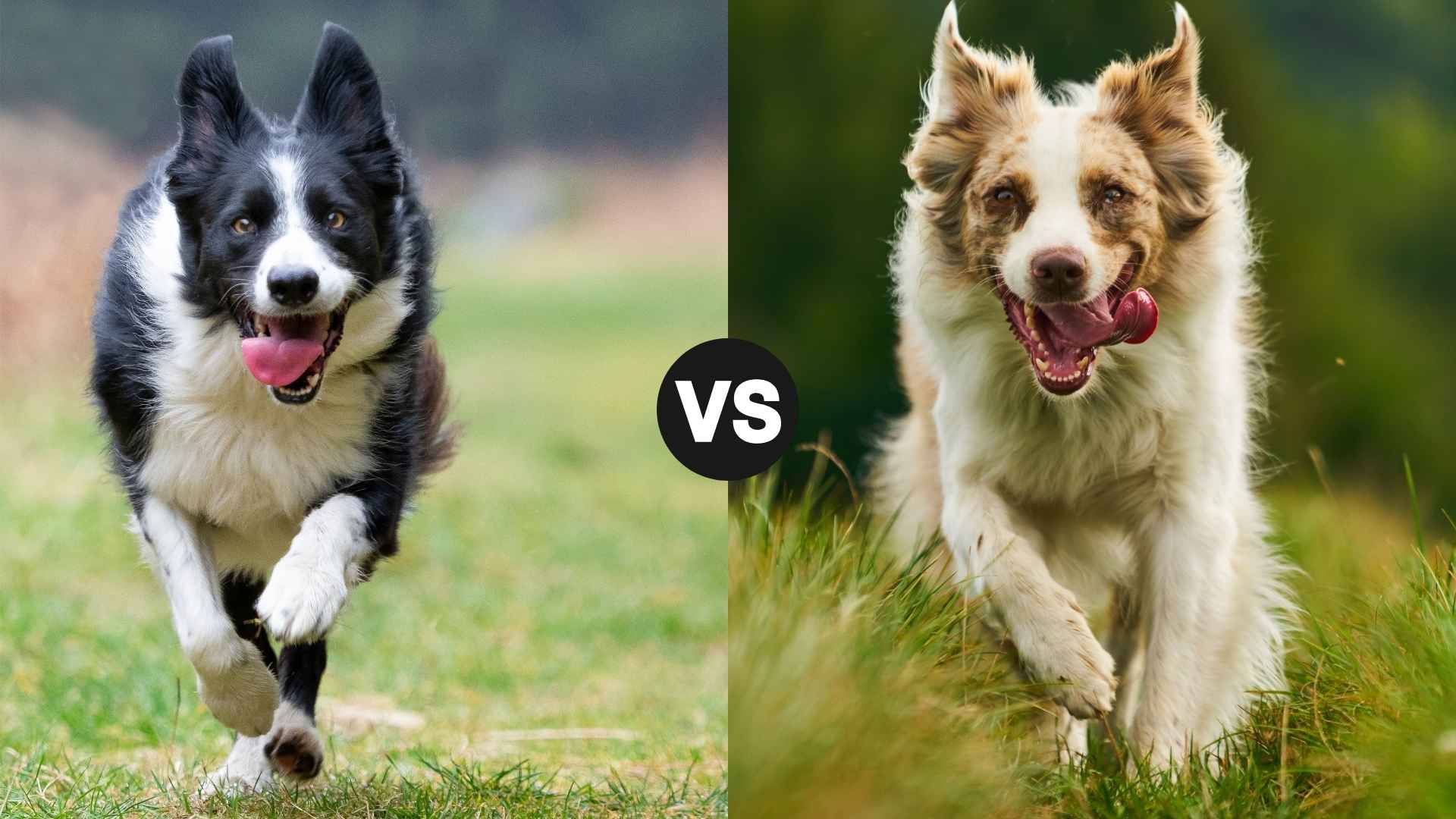 Border Collie vs. Australian Shepherd – Which Dog Is Right for You?