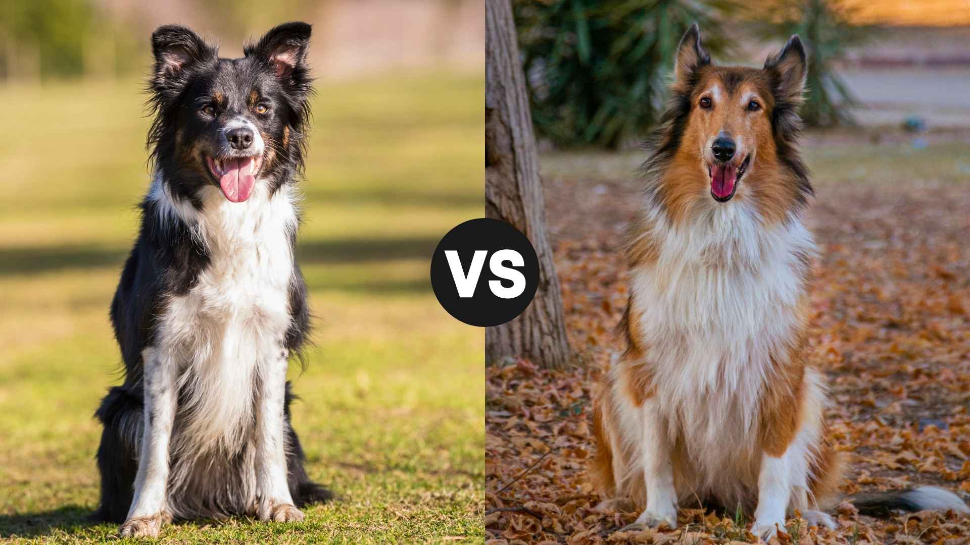 Border Collie vs. Rough Collie: Which Herding Hero Is Right for You?