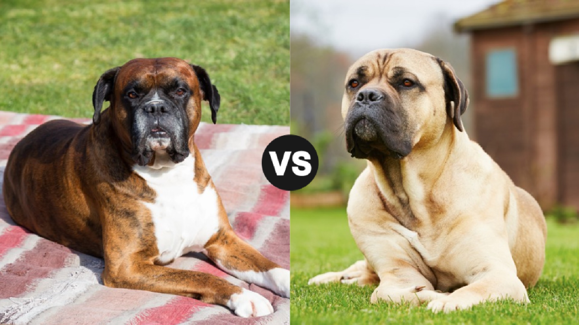 Boxer vs. Bullmastiff: What You Need To Know