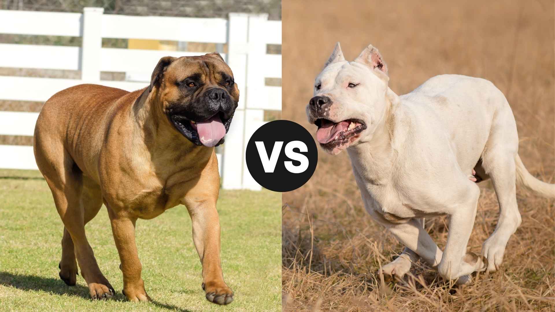 Bullmastiff vs. Dogo Argentino: What You Need to Know Before Choosing