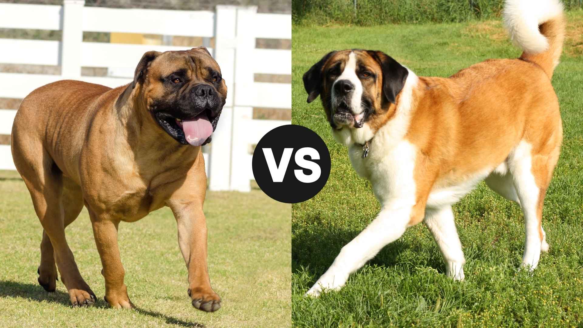 Bullmastiff vs. Saint Bernard: Which Gentle Giant Wins Your Heart?