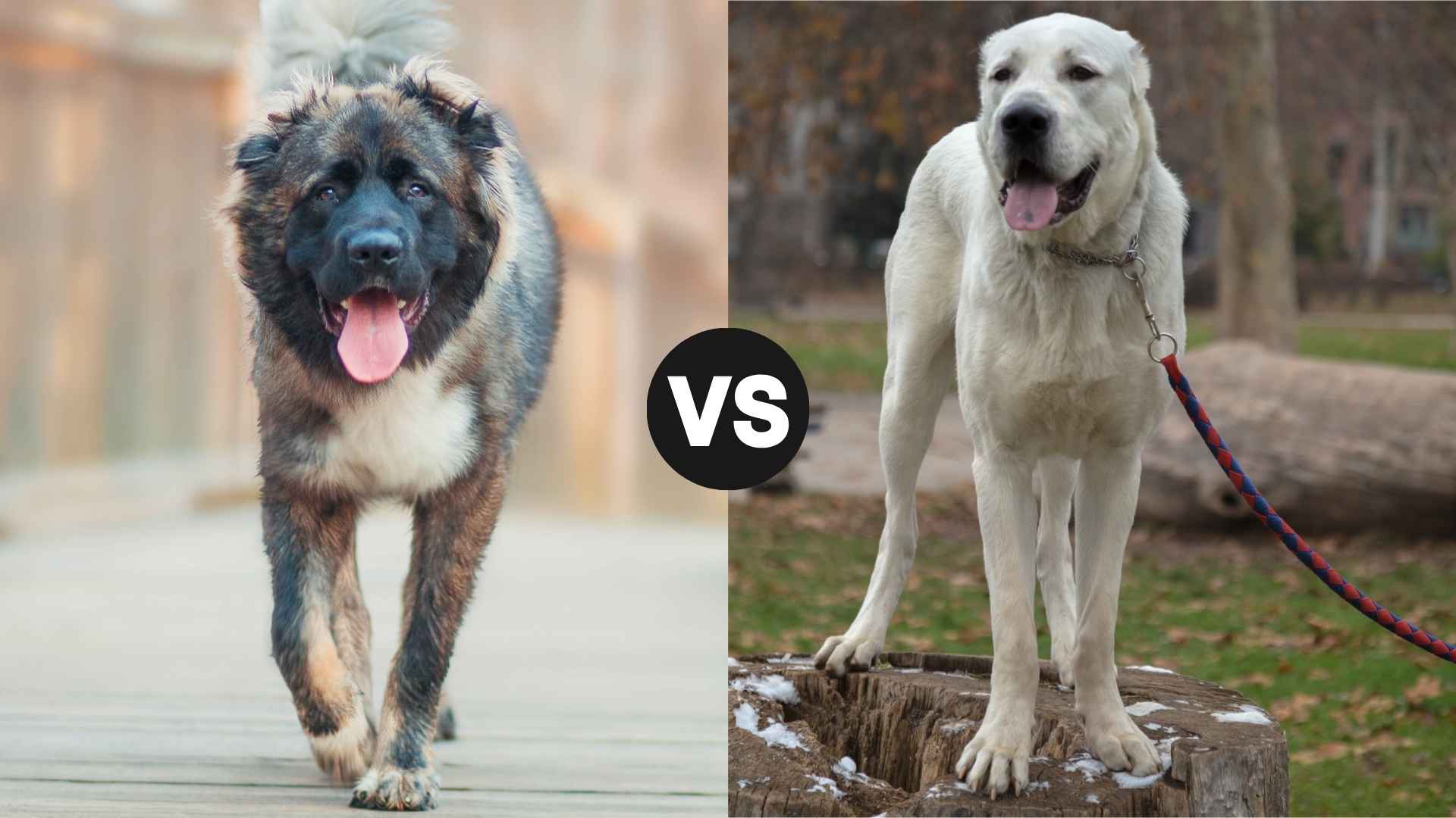 Caucasian Ovcharka vs. Central Asian Shepherd: Ultimate Shepherd Showdown