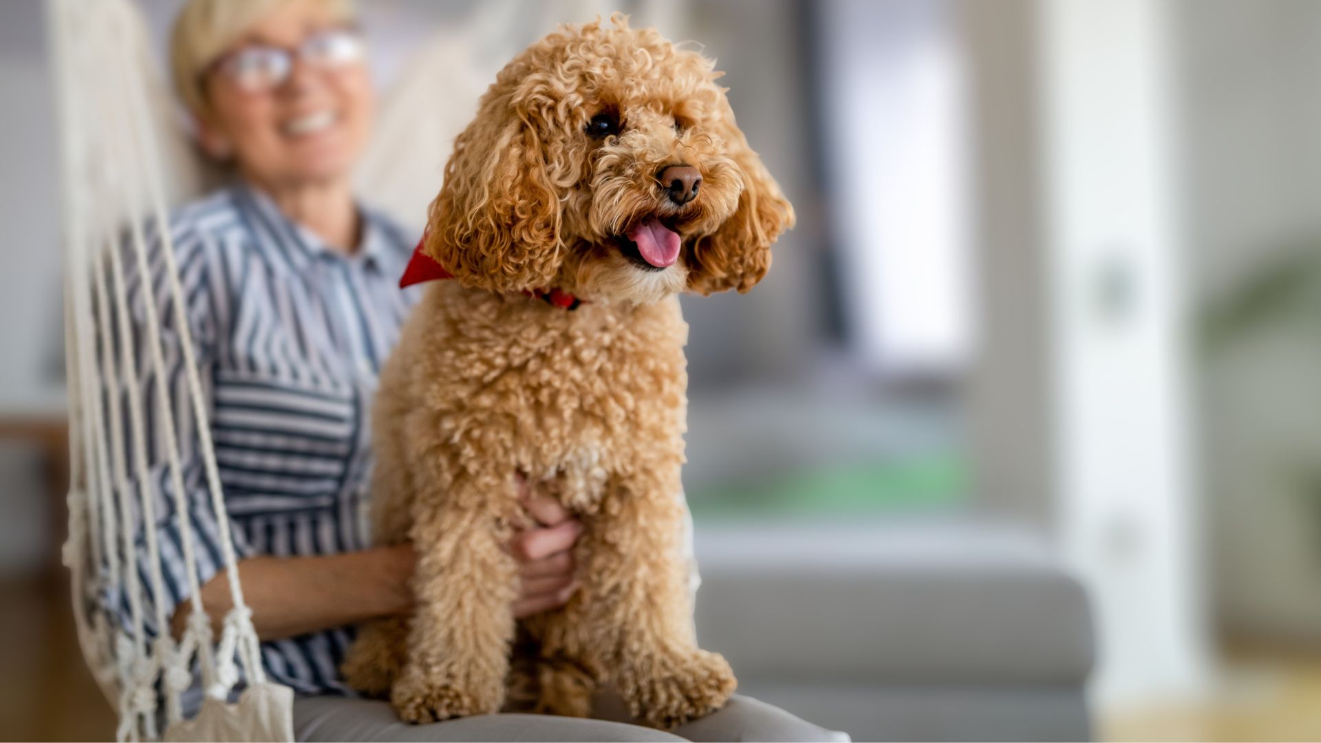 Compact Dog Breeds For Therapy
