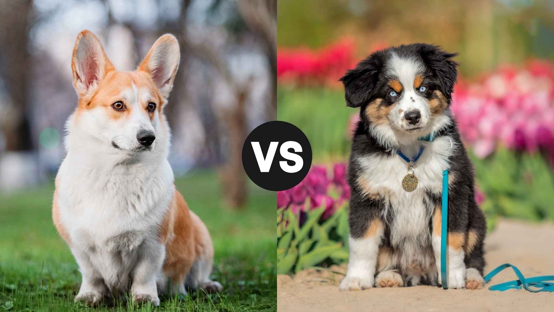 Corgi vs. Mini Australian Shepherd: A Detailed Comparison