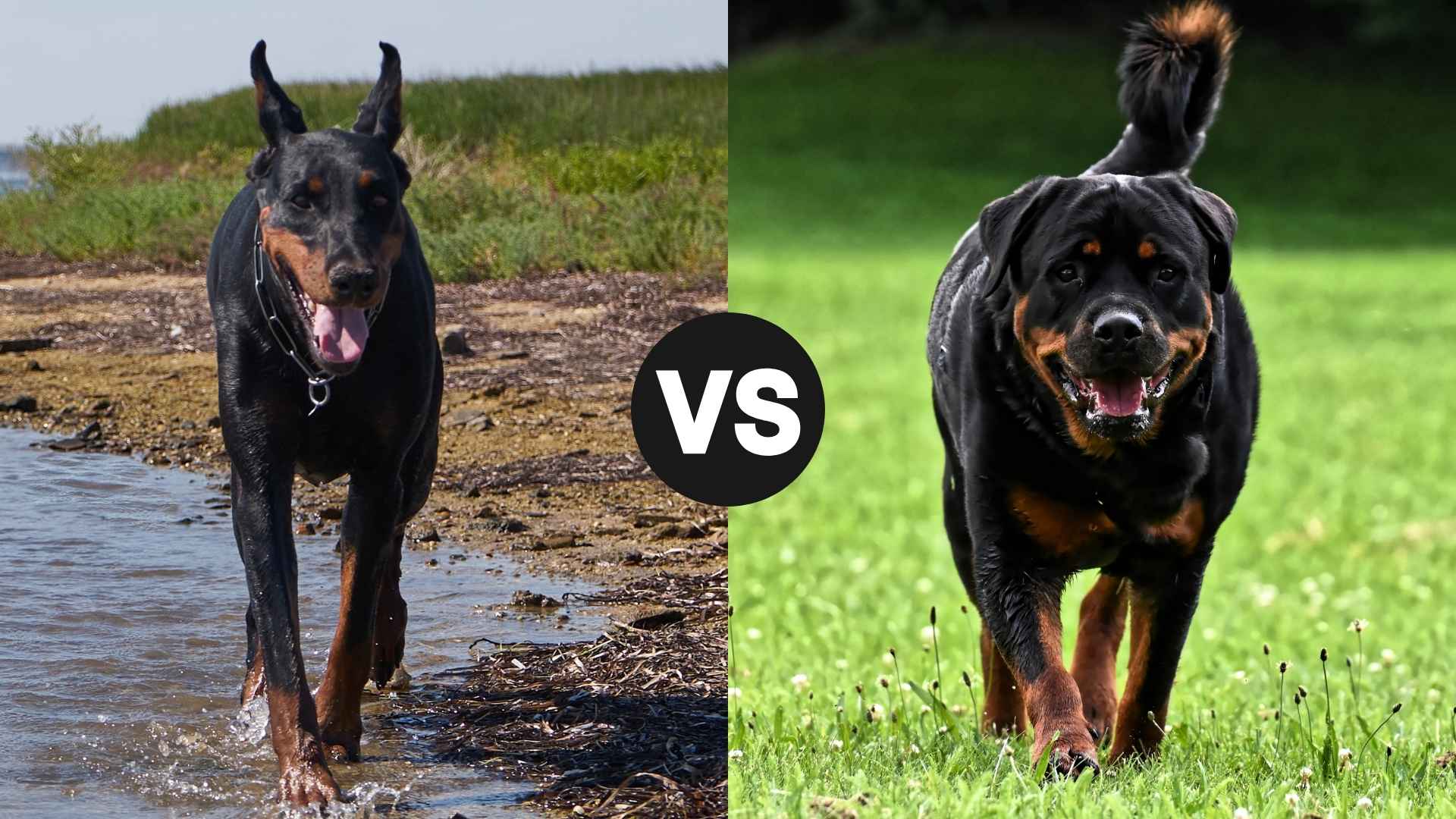 Doberman Pinscher vs. Rottweiler? Breaking Down the Differences