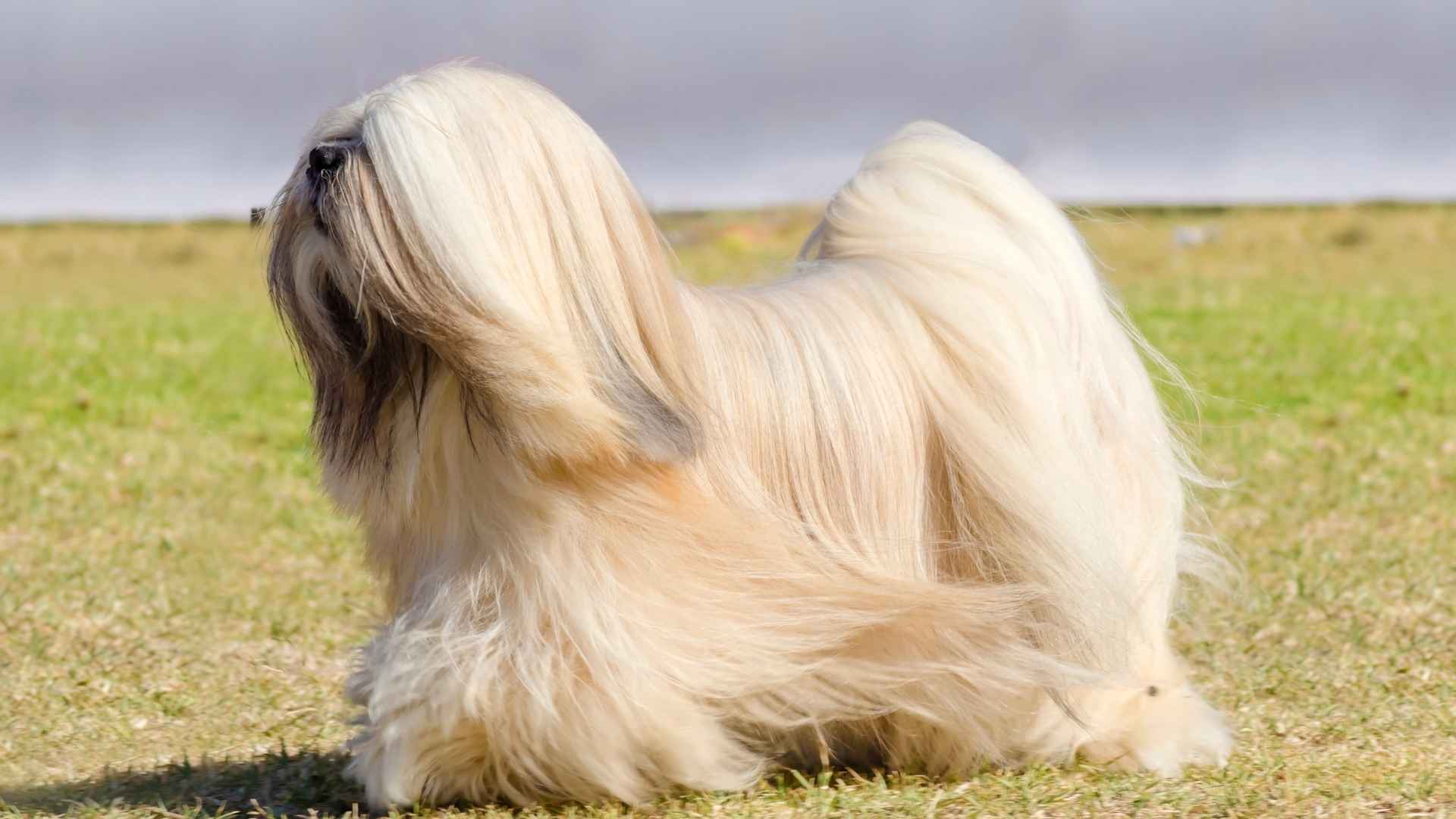 Dog Breeds That Have The Best Hair (And Require Extra Brushing!)