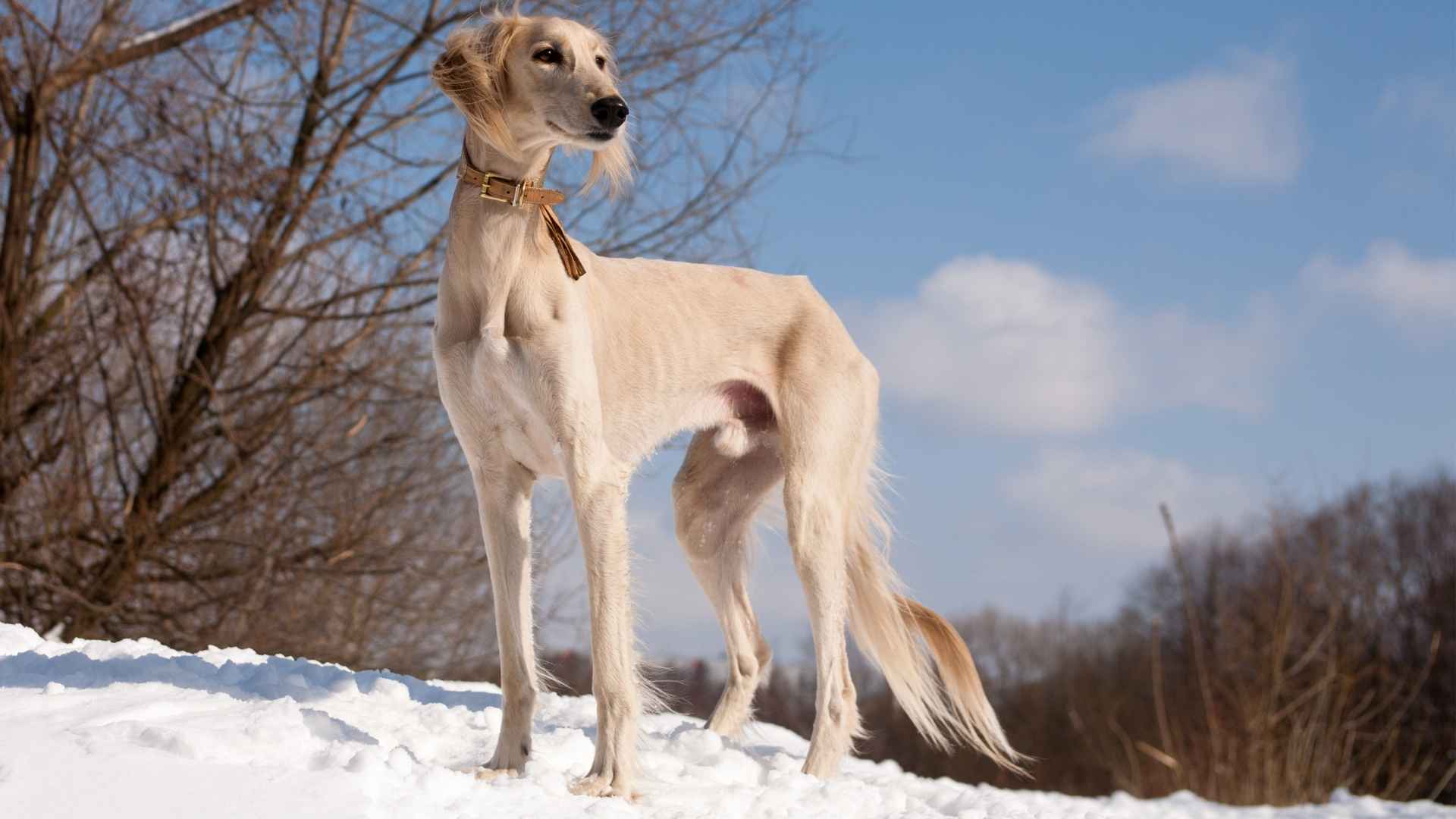 Dog Breeds With Royal-Looking Faces You'll Instantly Fall in Love With