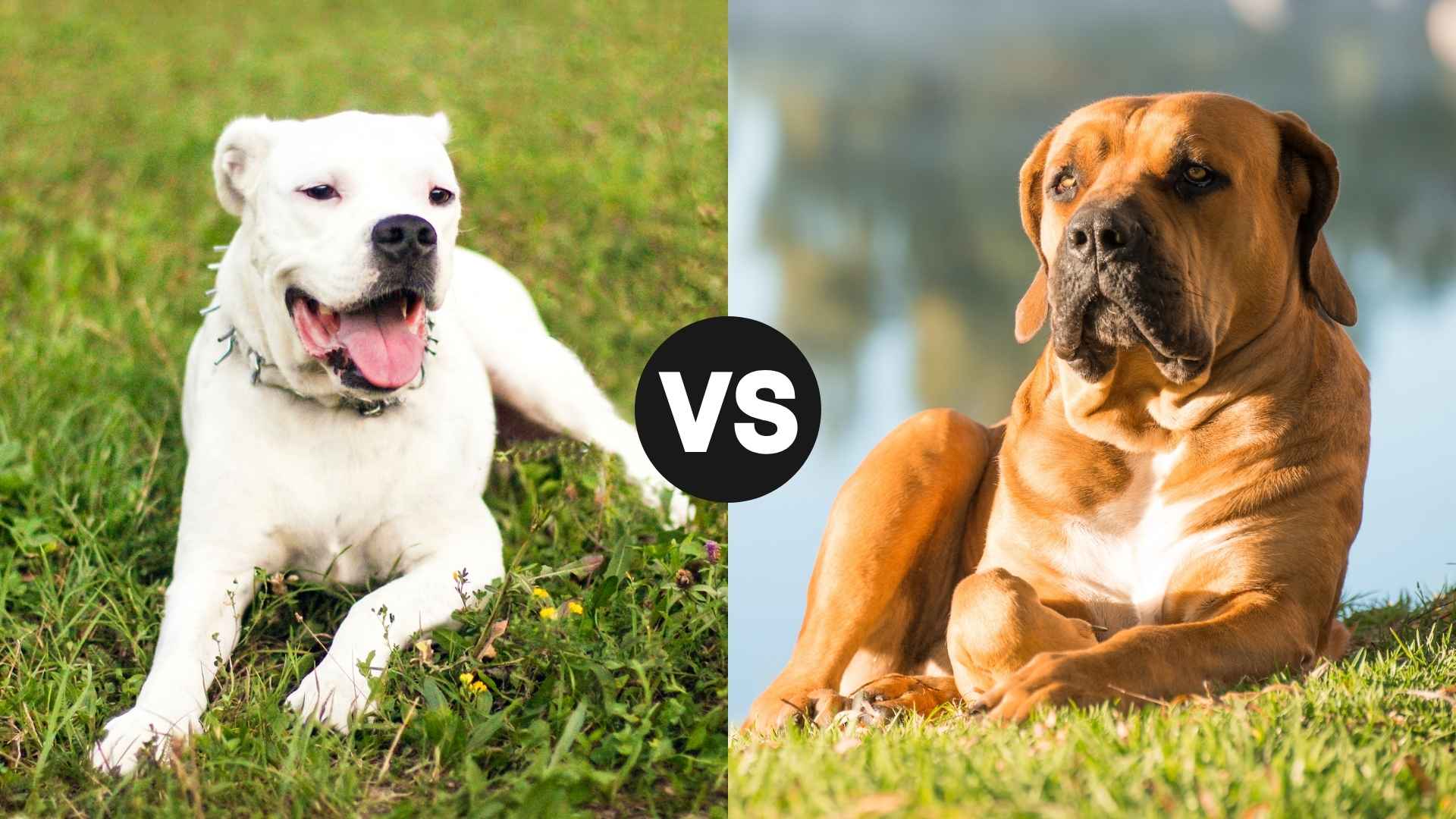 Dogo Argentino vs. Boerboel: Which Guardian Breed Reigns Supreme?