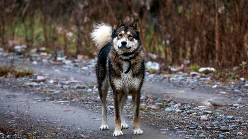 East Siberian Laika