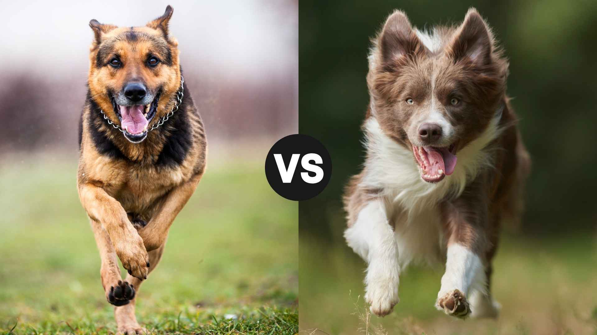 German Shepherd vs. Border Collie: A Thorough Comparison