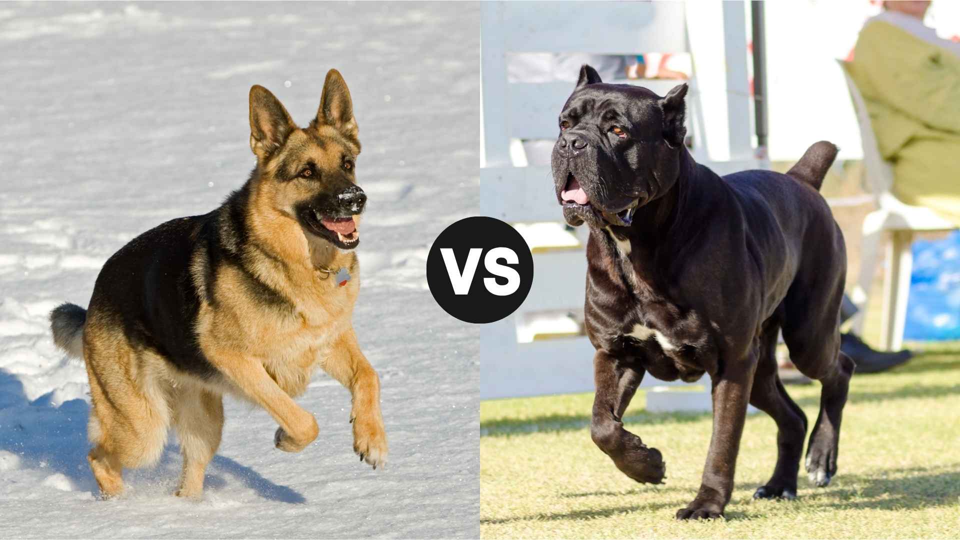 German Shepherd vs. Cane Corso: Which Guard Dog Reigns Supreme?