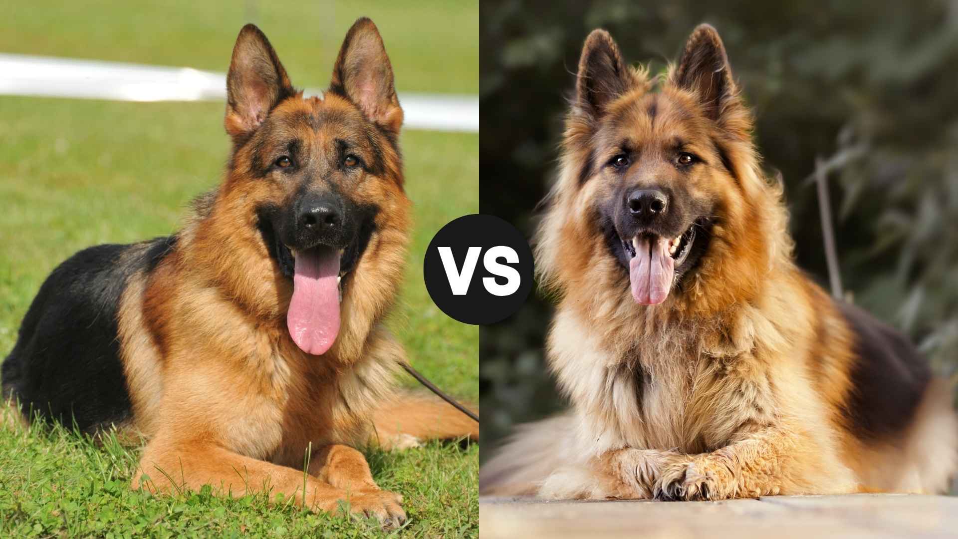 German Shepherd vs. King Shepherd Dog Breed: Which Loyal Breed Is Best For Your Family?