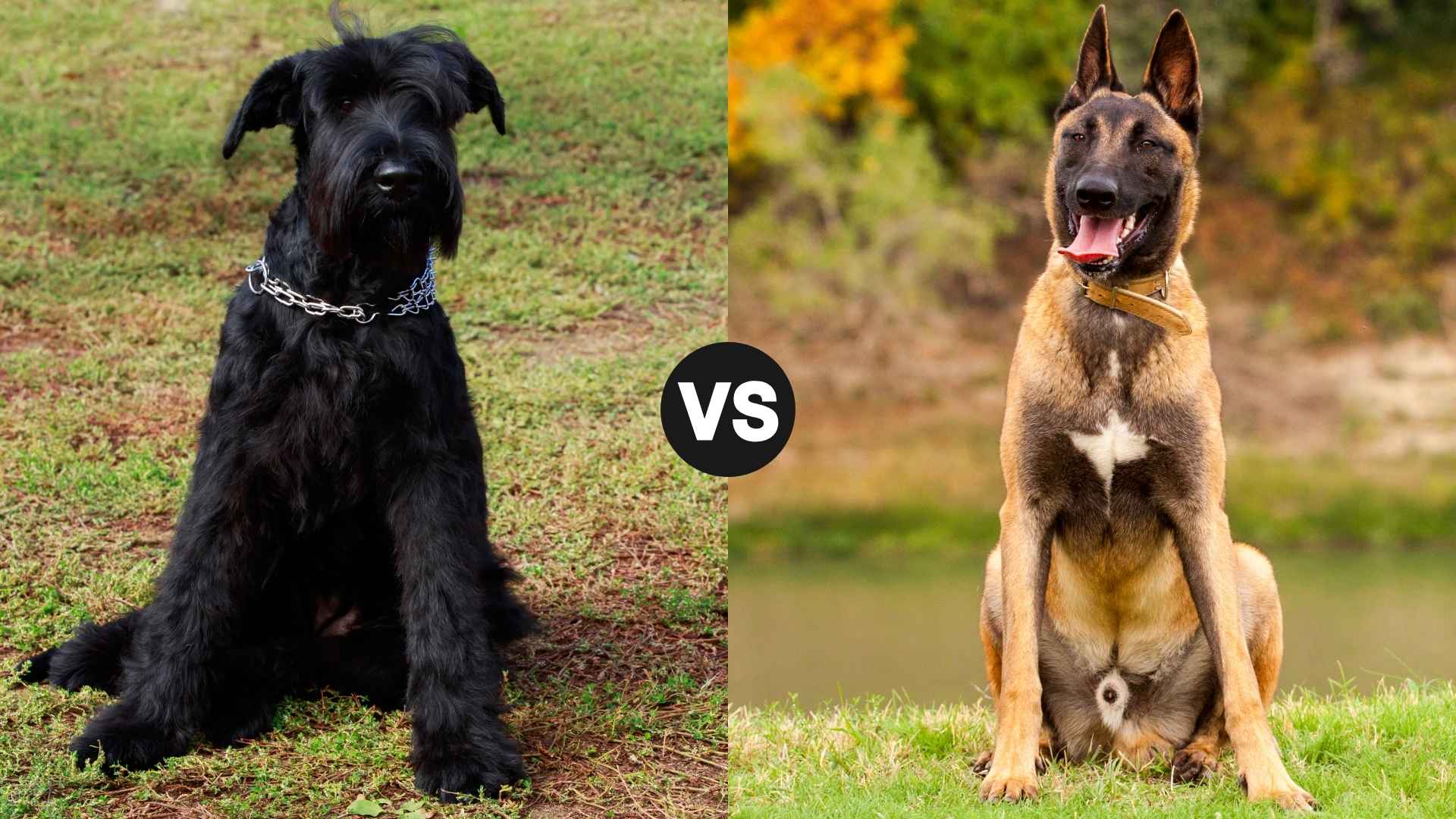Giant Schnauzer vs. Belgian Malinois: Which Smart and Strong Dog Wins?